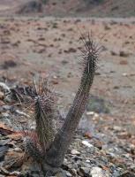 Eulychnia_breviflora_GM_1419.1.jpg