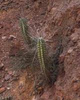 Eulychnia_breviflora_GM_1426.1.jpg