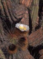 Eulychnia_breviflora_GM_1463.7.jpg
