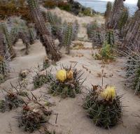 Eulychnia_castanea_GM_1141.4.jpg