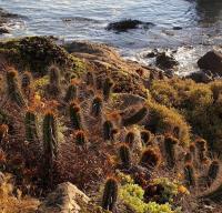 Eulychnia_castanea_GM_1211.3.jpg