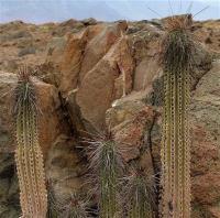 Eulychnia_iquiquensis_GM_1185.3.jpg
