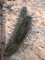 Eulychnia_iquiquensis_GM_1408.2.jpg