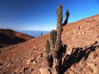 Eulychnia_iquiquensis_GM_1554.1.jpg