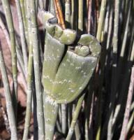 Euphorbia_antisyfilitica_GM_1491.17.jpg