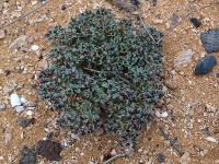 Euphorbia_copiapina_GM_1471.jpg