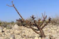 Euphorbia_dioica_GM_1086.2.jpg