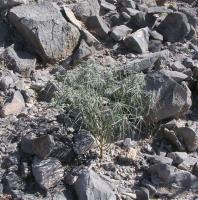 Euphorbia_exstipulata_GM_889.2.jpg