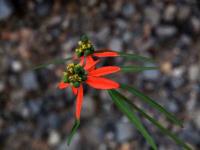 Euphorbia_heterophylla_GM_1505.11.jpg