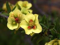 Euphorbia_lactiflua_GM_1454.2.jpg
