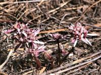 Euphorbia_radians_GM_1487.4.jpg