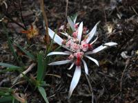 Euphorbia_radians_GM_1610.25.jpg