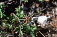 Euphorbia_sp._GM_661.jpg