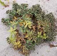 Euphorbia_thinophila_GM_1141.jpg