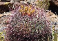 Ferocactus_acanthodes_GM_1313.jpg