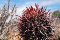Ferocactus_coloratus_GM_1300.jpg