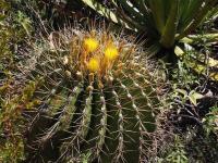 Ferocactus_echidne_GM_1657.5.jpg