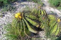 Ferocactus_echidne_GM_249.jpg