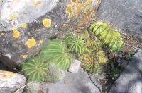 Ferocactus_echidne_victoriensis_GM_1007.2.jpg