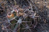 Ferocactus_emoryi_GM_1321.1.jpg