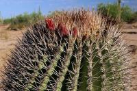 Ferocactus_emoryi_GM_1321.jpg