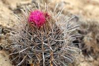Ferocactus_fordii_GM_1296.3.jpg