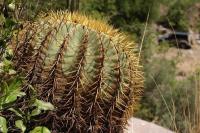 Ferocactus_glaucescens_GM_1368.2.jpg