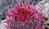 Ferocactus_gracilis_GM_1306.jpg