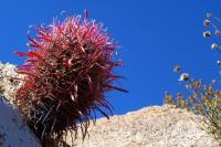 Ferocactus_gracilis_GM_1309.3.jpg