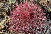 Ferocactus_gracilis_GM_1313.1.jpg