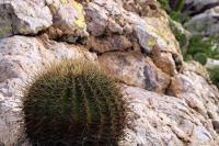 Ferocactus_histrix_GM_1365.7.jpg