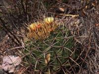 Ferocactus_histrix_GM_1484.1.jpg