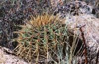 Ferocactus_histrix_GM_714.3.jpg