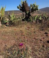 Ferocactus_latispinus_GM_1259.1.jpg