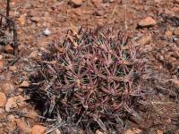 Ferocactus_latispinus_GM_1485.7.jpg