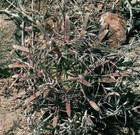 Ferocactus_latispinus_GM_552.3.jpg
