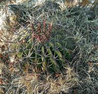 Ferocactus_macrodiscus_GM_531.jpg