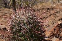 Ferocactus_peninsulae_GM_1288.2.jpg