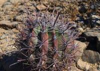 Ferocactus_peninsulae_GM_1304.jpg