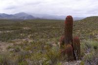 Ferocactus_pilosus_GM_1046.4.jpg