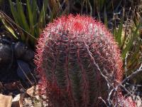 Ferocactus_pilosus_GM_1621.2.jpg