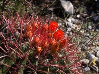 Ferocactus_pilosus_GM_1657.1.jpg