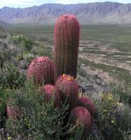 Ferocactus_pilosus_GM_906.6.jpg