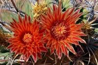 Ferocactus_rectispinus_GM_1293.2.jpg