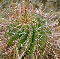 Ferocactus_recurvus_GM_521.jpg