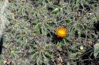 Ferocactus_robustus_GM_517.jpg