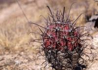 Ferocactus_santa-maria_GM_1280.5.jpg