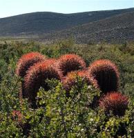 Ferocactus_steinesii_GM_1240.5.jpg