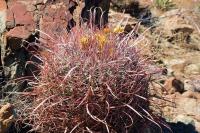Ferocactus_tortulispinus_GM_1314.jpg