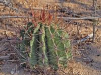 Ferocactus_townsendianus_GM_1273.4.jpg
